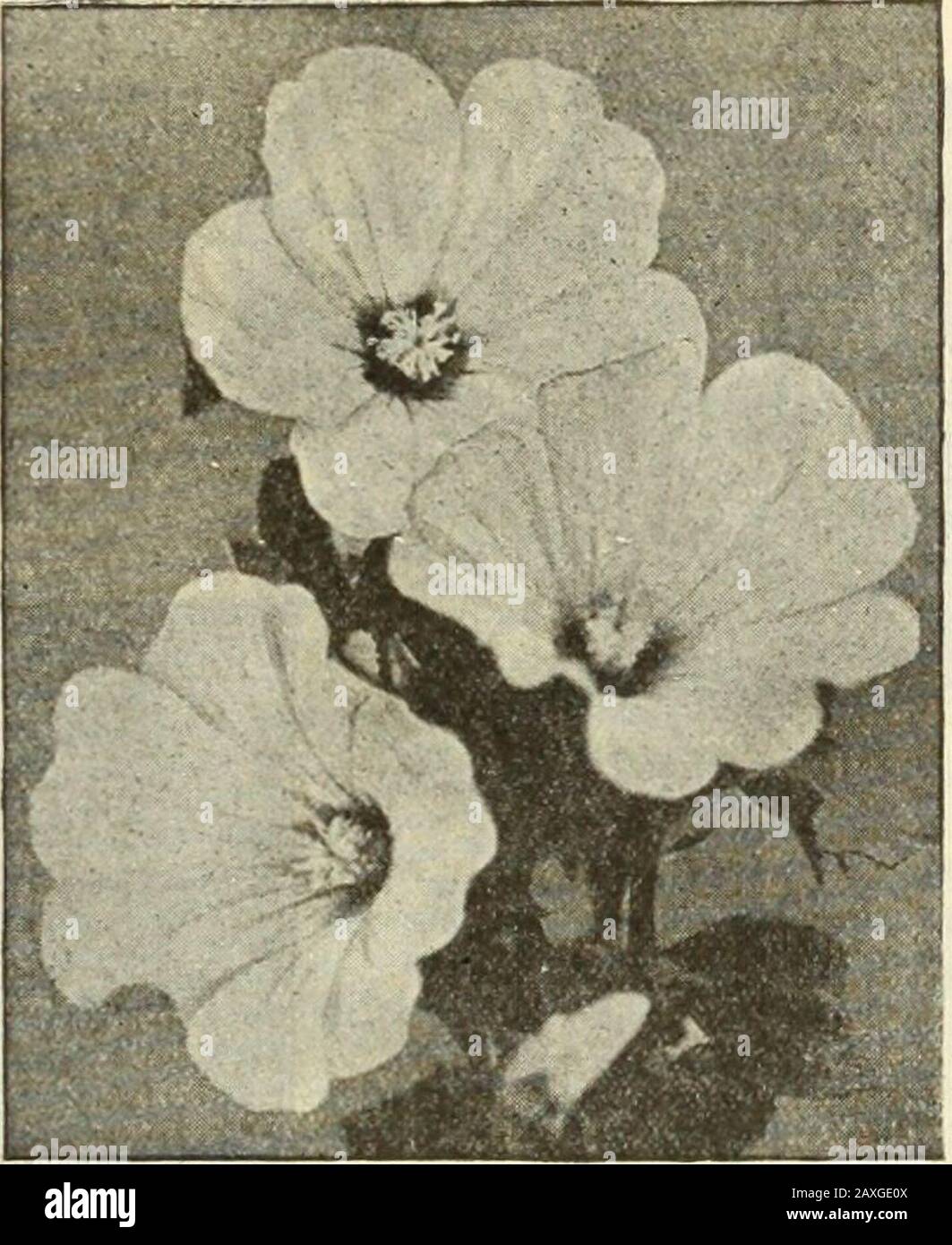 Dreer's garden book : seventy-fourth annual edition 1912 . eddingplants, constantly in bloom; Verbena-like heads of orange, white, roseand other colored flowers; 2 to 3 feet. Mixed colors.  oz., 25 cts. 10 L.ATAXERA (Annual Mallow). !976 Trimestris Grandiflora Rosea; A very beautiful and showy annual,growing about 2 feet hisrh and covered during the entire summer withlarge cup-shaped shrimp-pink flowers; in a border or bed the effect isvery bright. Sow in May where they are to bloom and thin out to 12mches apart. (See cut.) | oz., 20 cts 5 L,AYKNDCR (Lavandula Vera). 2971 Well known, sweet-sc Stock Photo
