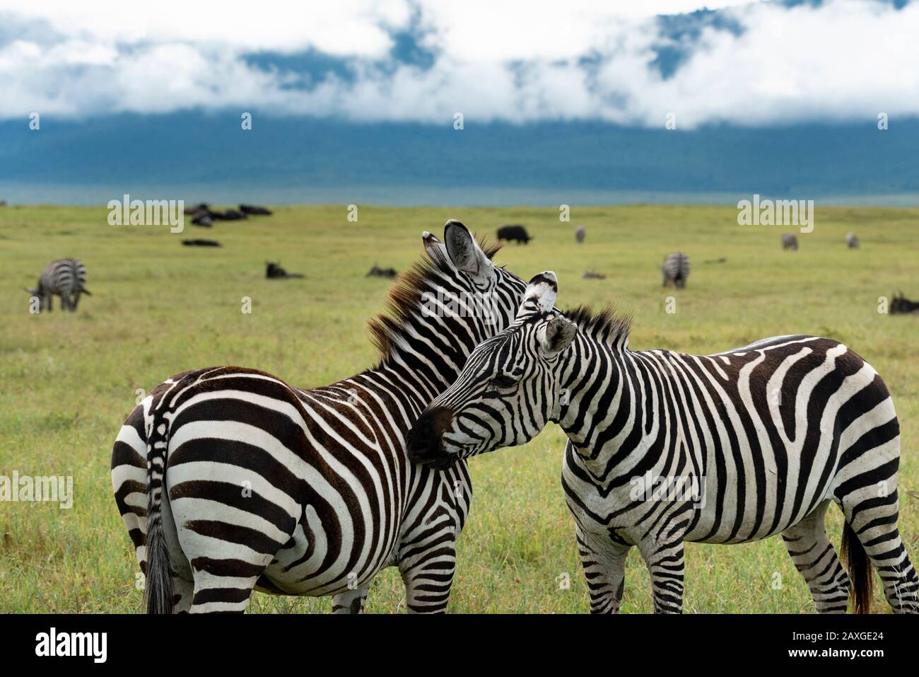 Zebra on the plains of the Ngorongoro Crater Stock Photo