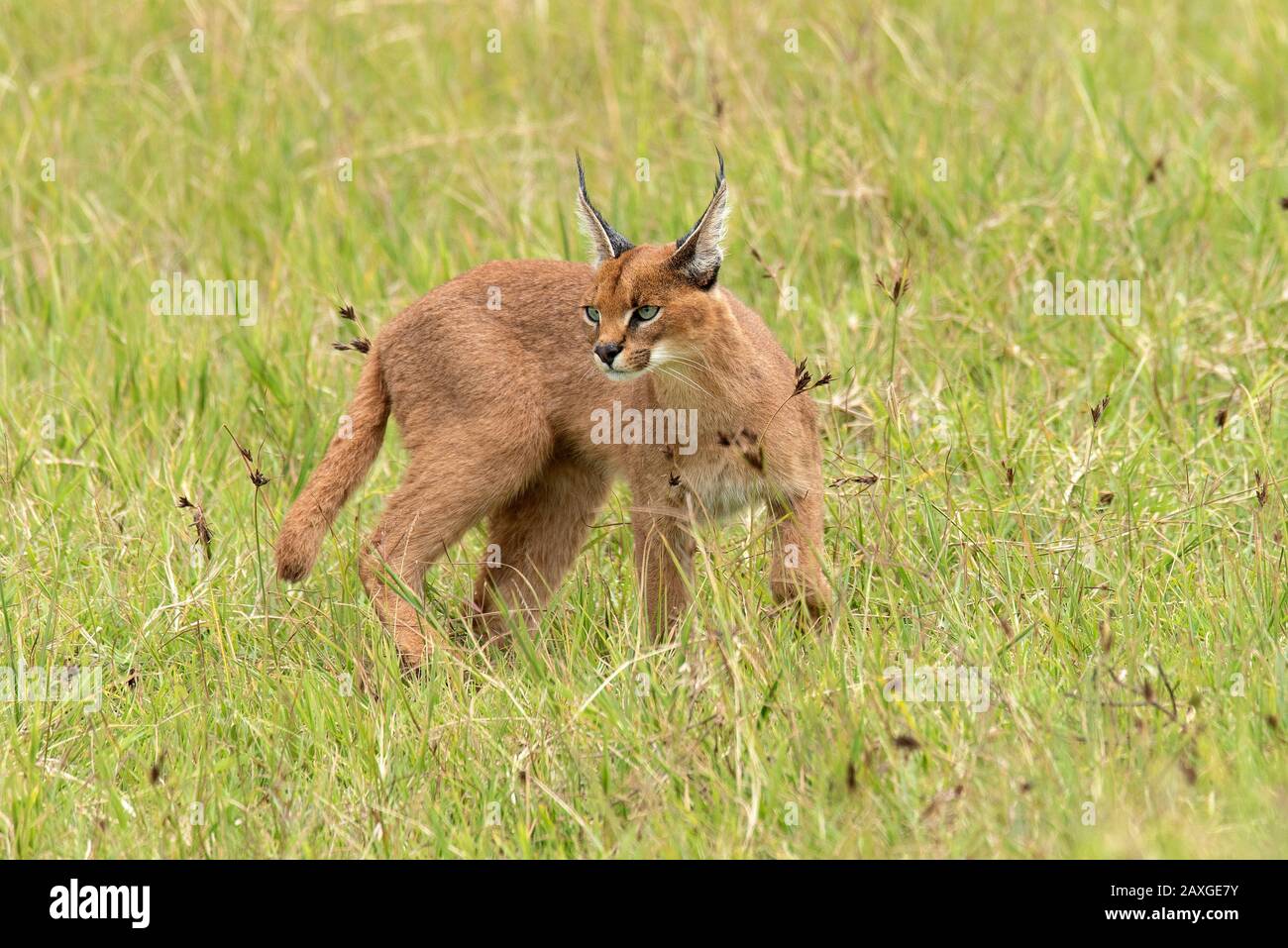 The shy and often elusive Caracal cat, spotted in the EUNSECO listed Ngorongoro Crater Conservation Area. 3 of 4 images in the series. Stock Photo