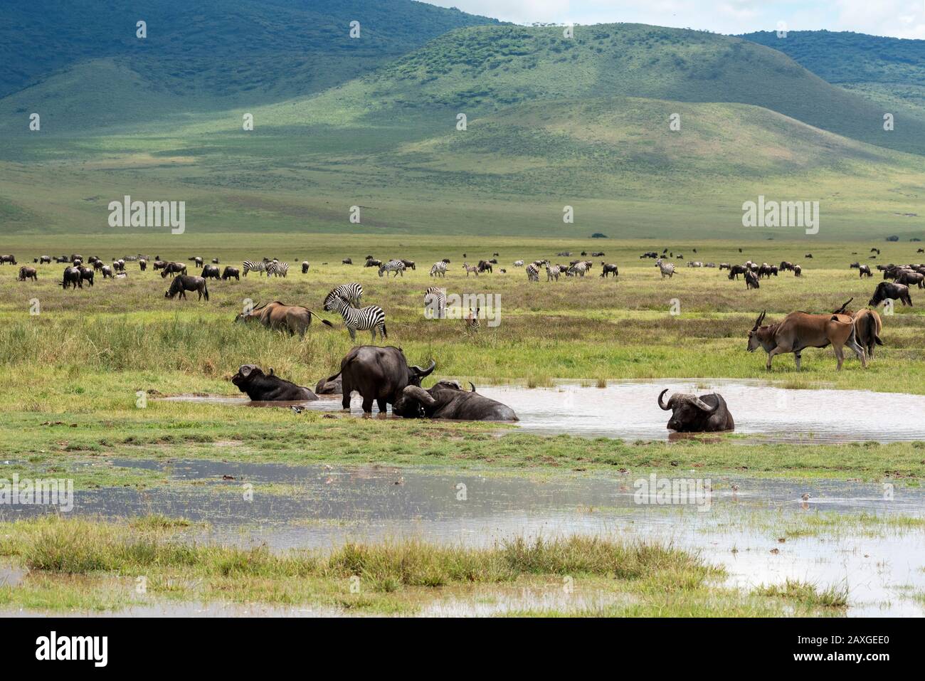 Ngorongoro crater. Such a variety of different animal, including the African Buffalo enjoying the water. Stock Photo