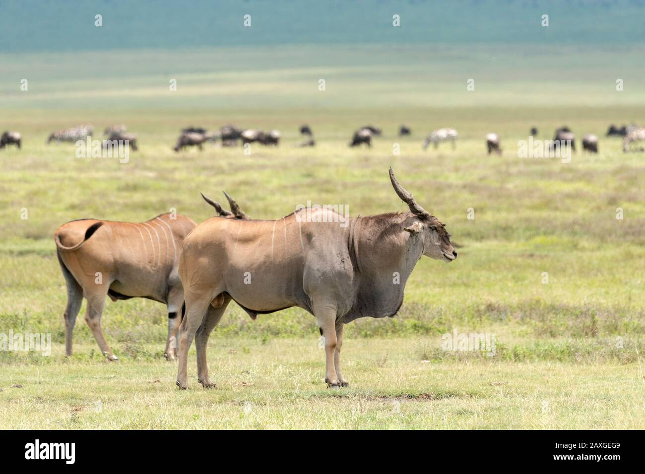Eland antelope on the plains of the Ngorongoro crater Stock Photo
