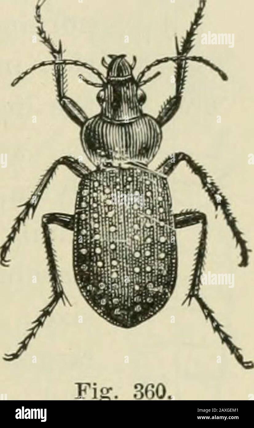 Guide to the study of insects and a treatise on those injurious and beneficial to crops, for the use of colleges, farm-schools, and agriculturists . They are, with few exceptions, predaceous beetles ; they arerunnels, the hind wings being often absent. Their colors aredull metallic or black. They run in grass,or lurk under stones and sticks, orunder the bark of trees, whencethey go out to hunt in the night-time. The} ma}^ be found alsoin great numbers under the debrisof freshets and under stones inthe spring. The larvae are found in muchthe same situations as the beetles, and aregenerally oblo Stock Photo