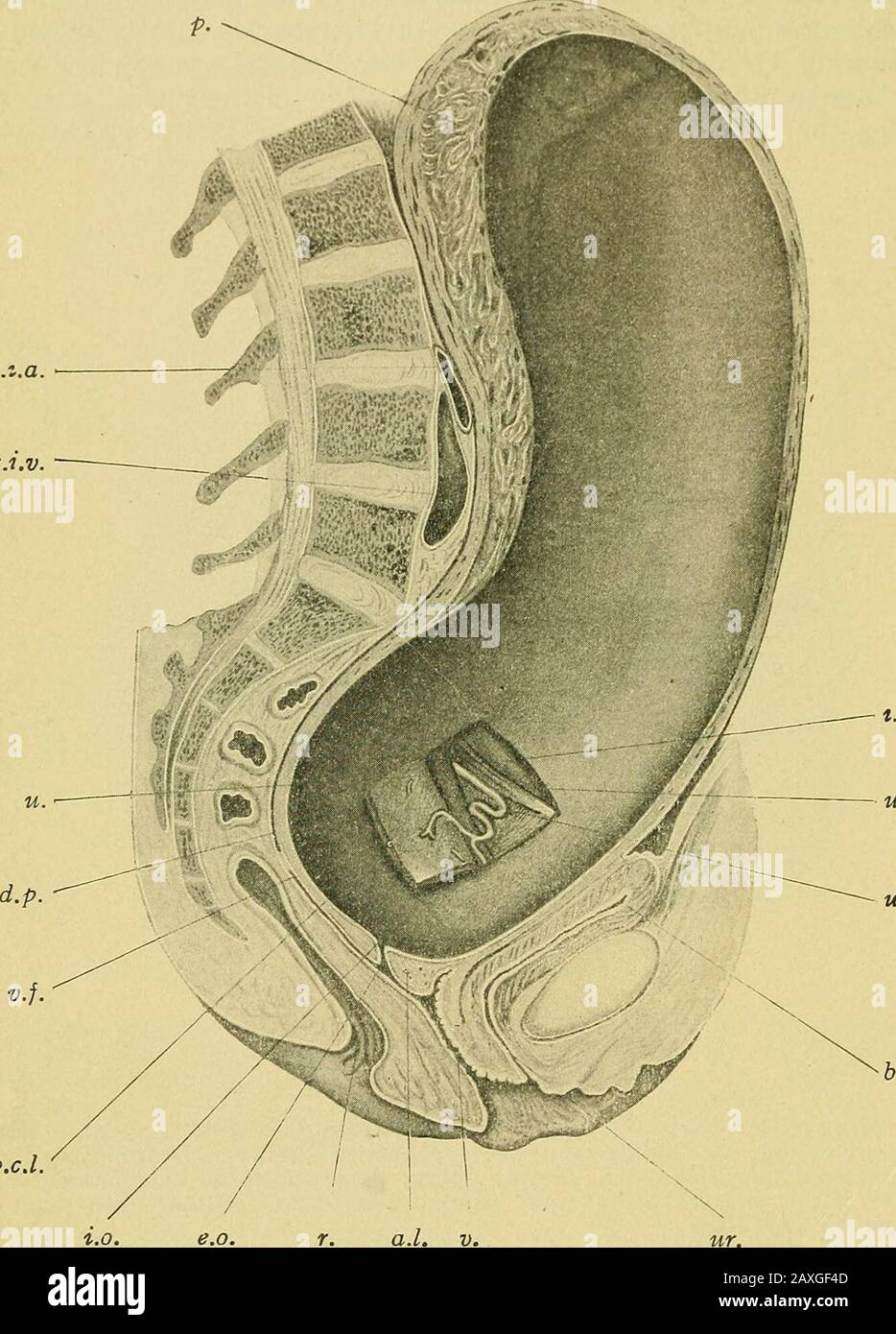 Pouch of douglas hires stock photography and images Alamy