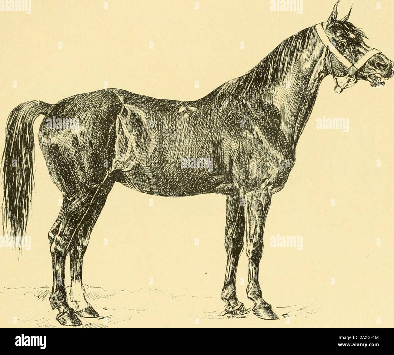 Les races chevalines : avec une étude spéciale sur les chevaux russes .  Fig. 38. — Achonok, étalon de la race de selle orlowe.Daprès le dessin  gravé île M. Svertchkoff. Les chevaux