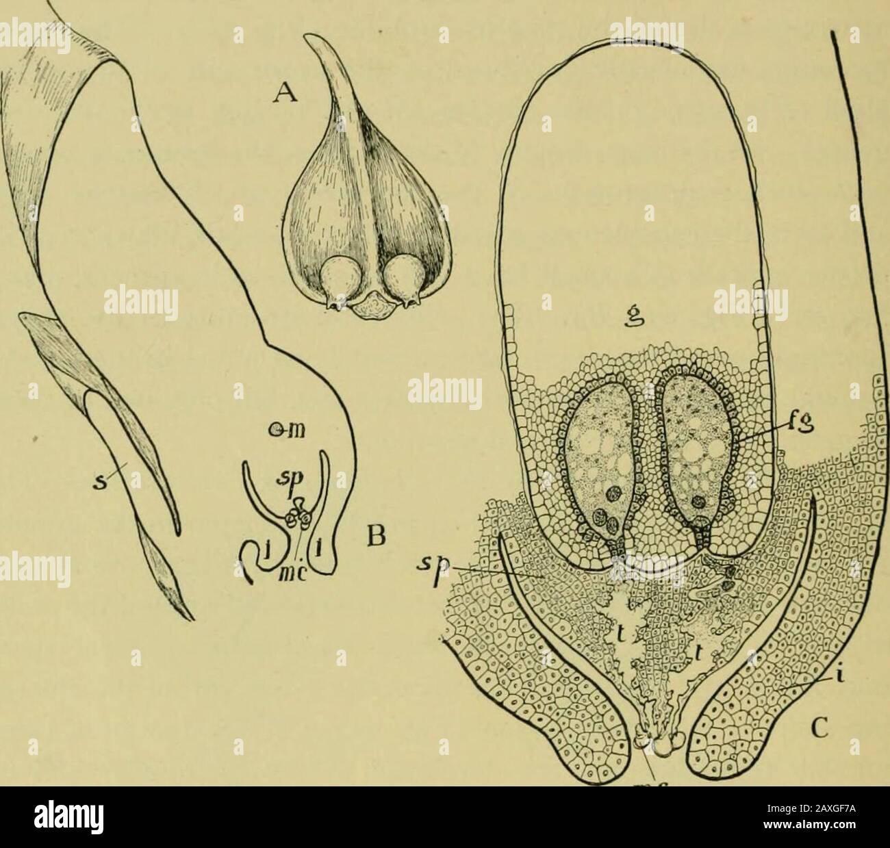 Nature and development of plants . ale gamete which is surrounded by nour-ishing cells as in the cycads. You notice that there is no cham-ber formed above the archegonia, and it would be a natural infer-ence that the male gametophyte must be of a somewhat differentcharacter from that of the cycads in order to meet this new de-parture. The microspores which have already begun to germi-nate when discharged from their sporangia are carried by thewind to the megasporophylls which are slightly spread apart atthis time, permitting the microspores to rattle down to the mega-sporangia. The microspores Stock Photo