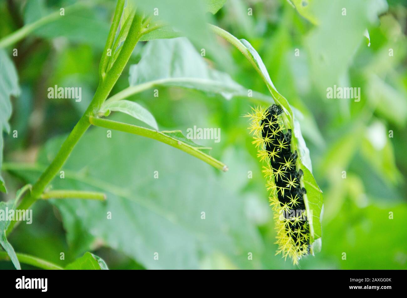 Caterpillar of the moth leucanella viridescens, in its last instar, black body and stinging yellow bristles. Location: Vicente López, Buenos Aires, Ar Stock Photo