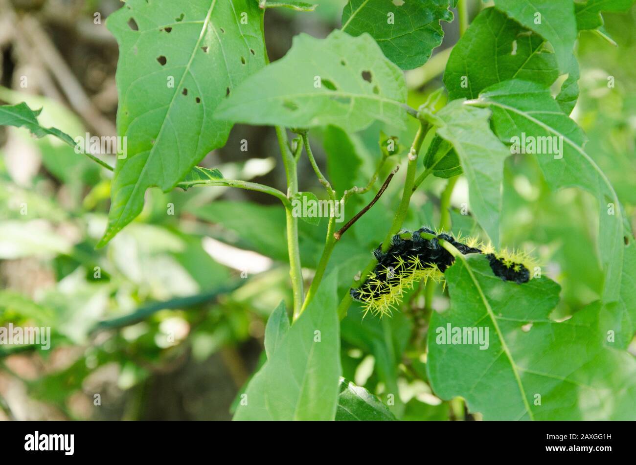 Caterpillar of the moth leucanella viridescens, in its last instar, black body and stinging yellow bristles. Location: Vicente López, Buenos Aires, Ar Stock Photo