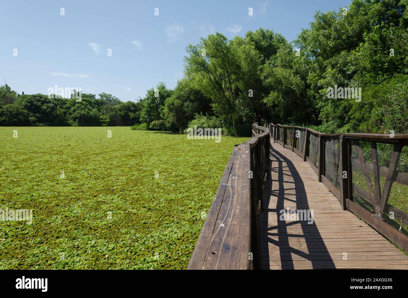 Lagoon of the ecological reserve of Vicente Lopez, Buenos Aires, covered with vegetation: water fern, azolla filiculoides, salviniaceae and pistia; a Stock Photo