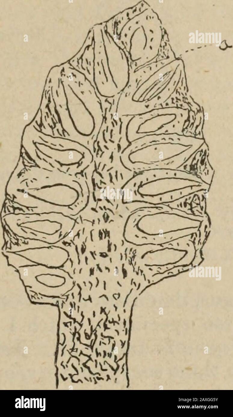 Annual report of the Fruit Growers' Association of Ontario, 1896 . Fig. 9. Fig. 10. Fig. 11. Fiff. 12. Fig. 13. Fig. 9.—Twig with two scale insects. One of them killed by Gor&lt;lyceps clavulata, having three sporophores of the fungus. Fig. 10.—Head of one of the sporophores enlarged. Fig. 11.—Cross-section of head of sporophore showing the flask-like perithecia greatly enlarged. Theseperithecia are filled with sacs as indicated at a. Fife. 12.—A sac or ascus containing eight sporidia still more highly enlarged. Fig. 13.—A sporidium or seed magnified 750 diameters. The fly-fungus, Empusa muscc Stock Photo