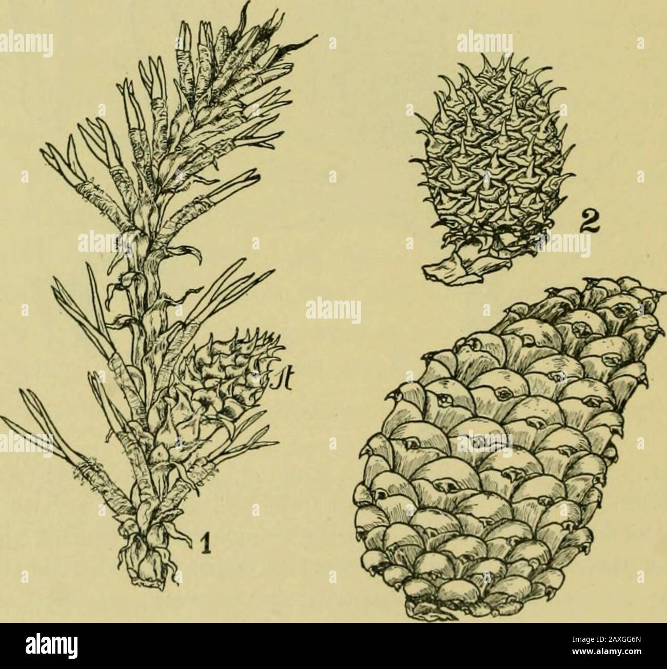 Nature and development of plants . porangia on their under surface and are hygro- J 5 A SPOROPHYLLS OF PINALES scopic, curving away from each other when the sporangia areripe, thus permitting the opening of the sporangia and the grad-ual distrihution of the spores by the wind and closing when mois-tened to protect the spores against wetting. In some of the gen-era the outer coat of the microspore is lifted away from theinner coat in such a way as to form two sac-like outgrowthswhich renders them more buoyant and adapted to distribution ofthe wind (Fig. 254). The microspores are produced in suc Stock Photo