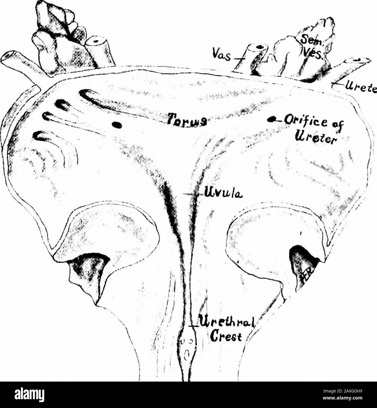 A manual of anatomy . cm.)in width and nearly 4 inches (10 cm.) dorsoventrally, and thenextends into the abdominal cavity. In the female the width isgreater and the dorsoventral dimension less. Its capacity is about ipint (500 to 700 c.c.) but is usually emptied when it contains 8 to 10ounces (about 300 c.c). THE BLADDER 321 The bladder presents an apex, a base, a superior and ventroinjeriorand two lateral surfaces and illy defined borders. The apex {vertex vesica) is best seen in the nearly empty bladderand lies just behind the symphysis pubis. From this the urachusextends to the umbilicus. T Stock Photo