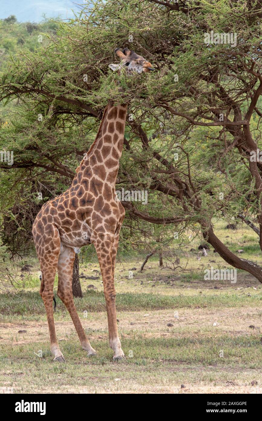 Giraffe enjoying a meal of Acacia. Stock Photo