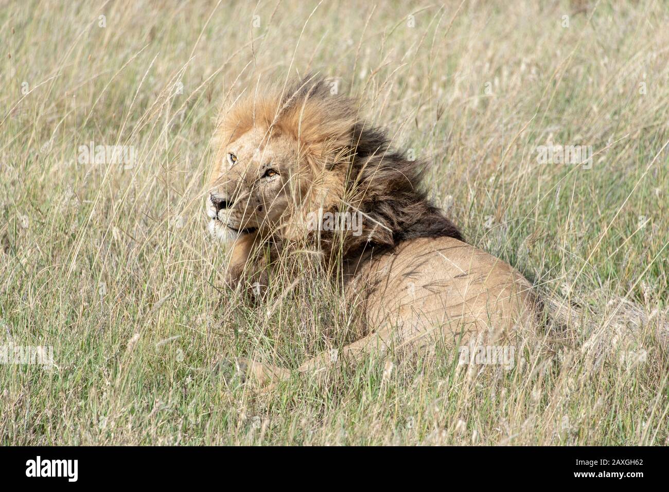 Handsome male Lion in the Serengeti grasslands Stock Photo