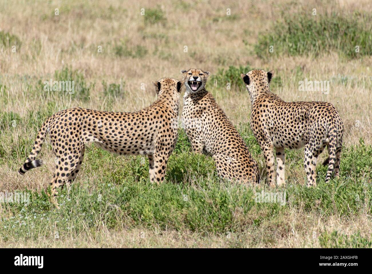 Cheetahs Stock Photo