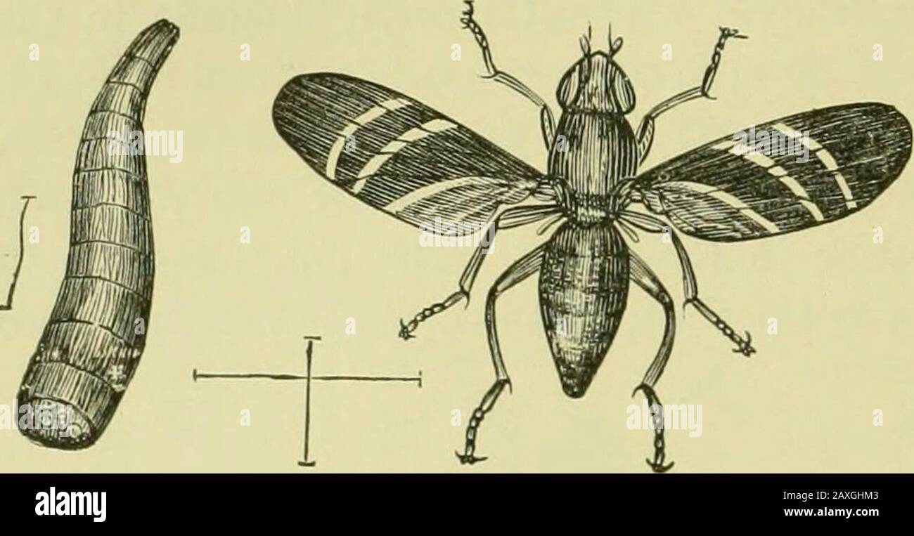 Guide to the study of insects and a treatise on those injurious and beneficial to crops, for the use of colleges, farm-schools, and agriculturists . 412 DIPTERA.. of Wiedemann (Fig. 333 ; a, larva). The fly differs from theAnthomyia ceparum, besides more important respects, in hav-ing black wings with three broad curved bands. The maggotfeeds in the root thus killing the top of the plant. A species of Trypeta, according to F. Smith, which in Brazilis called the Berna fly, deposits its eggs in wounds, bothon man and beast. It is remarkable from having the apical segment of the ab-domen elongate Stock Photo