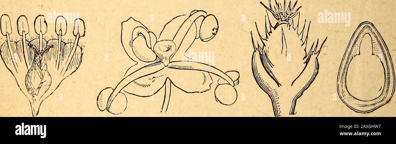 Text-book of structural and physiological botany . Fig. 258.--Double se-paioid perianth of Tv?/-7nex acetosa (magni-fied).. Fig. 259. — Longitu- Fig. 260. — I. Staminate flower; II. pistillate flower; dinal section through III. section of tlie fruit of the stinging-nettle, Ur- the sepaloid perianth tica dioica (magnified),of the elm (magnifi.ed). tant part in the formation of the fruit. [Under this headcome the palece and lodicides of grasses, and iht pe?i^yniuniof sedges.] SUBSIDIARY ORGANS OF THE FLOWER. By subsidiary organs are meant appendages to the flowerof various kinds which cannot be Stock Photo