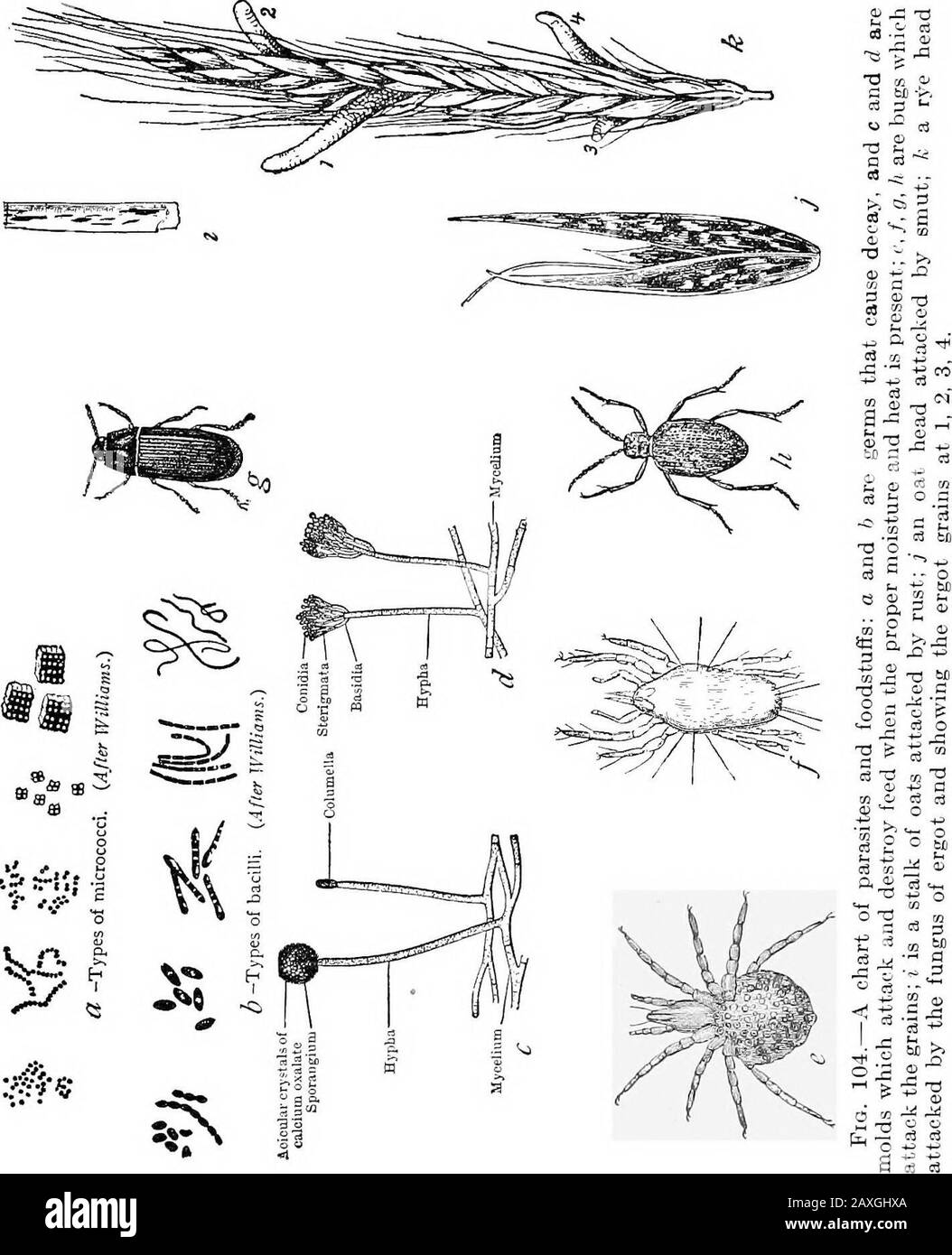 Poultry culture sanitation and hygiene . ue-grass and grains of rye. (See Fig. 104, k.)The grain becomes enlarged to twice or more in length, andvaries from a brown to black in color. The attacked grain isknown as an ergotized one. Grain and mash exposed to sufficient dampness becomemoldy. Figure 104, a, b, c, d, illustrates various kinds ofbacteria and molds, as stated before. The latter are made ofhyphse and spores. Damp graiji becomes dark in color and sprouts; the starch ischanged into sugar, and other chemical changes take place, be-sides some of the nutrients are used up by the mold. Fer Stock Photo