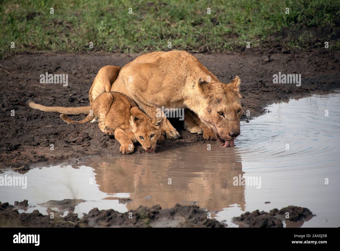 Lioness and cub drinking at he pond. Stock Photo