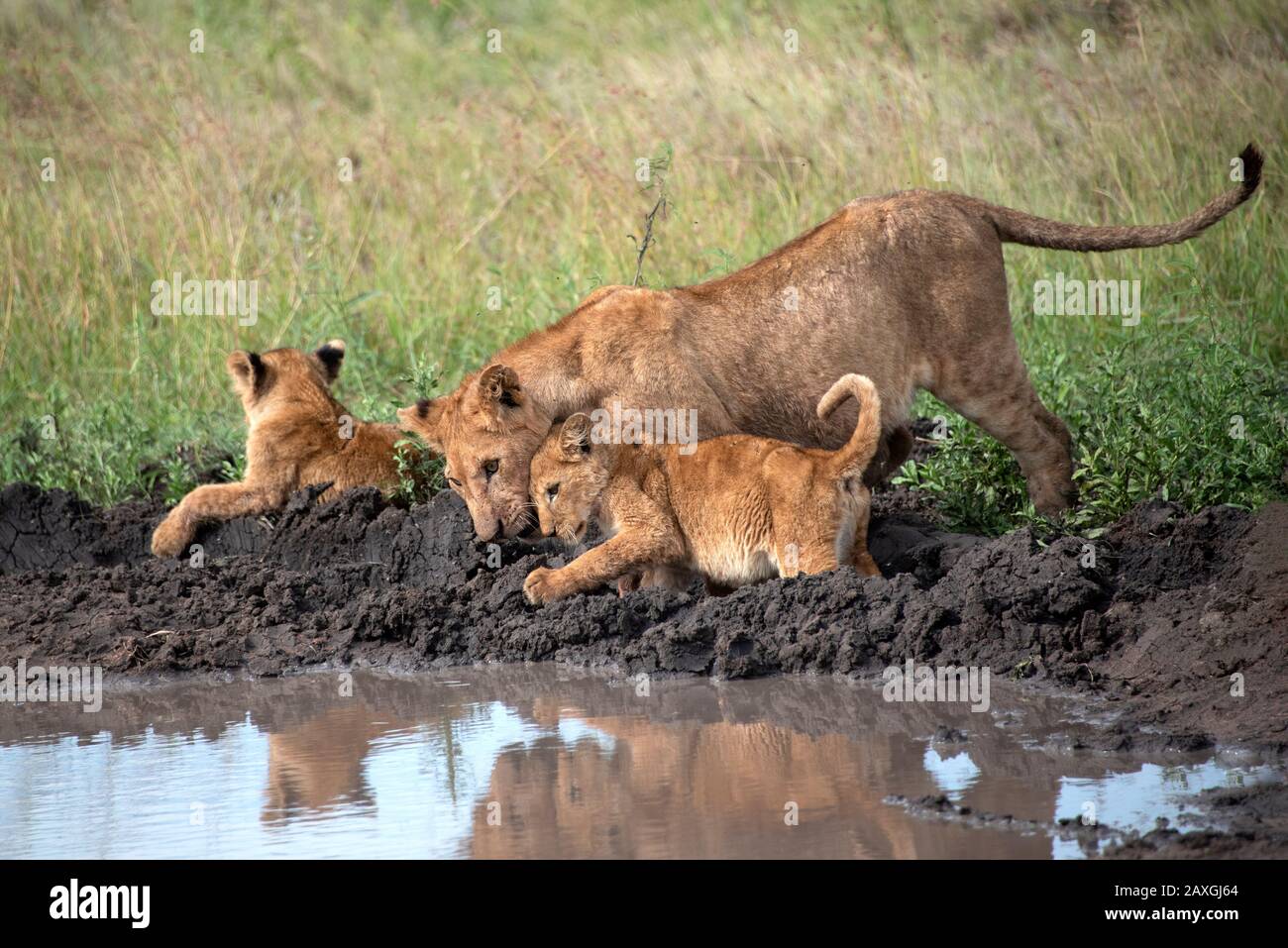Lioness and cubs ready for some play time. Stock Photo