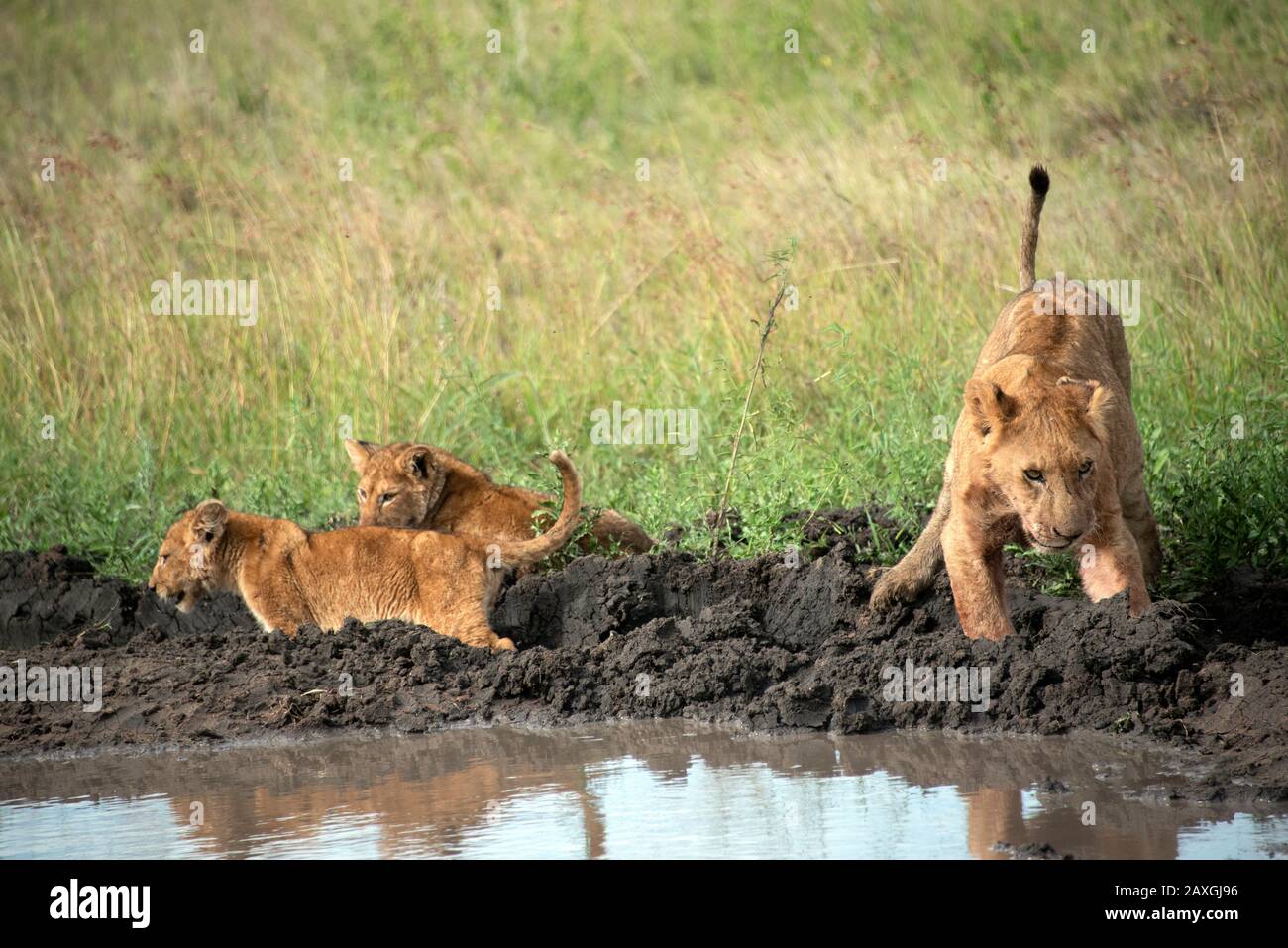 Lioness and cubs off for a wash. Stock Photo
