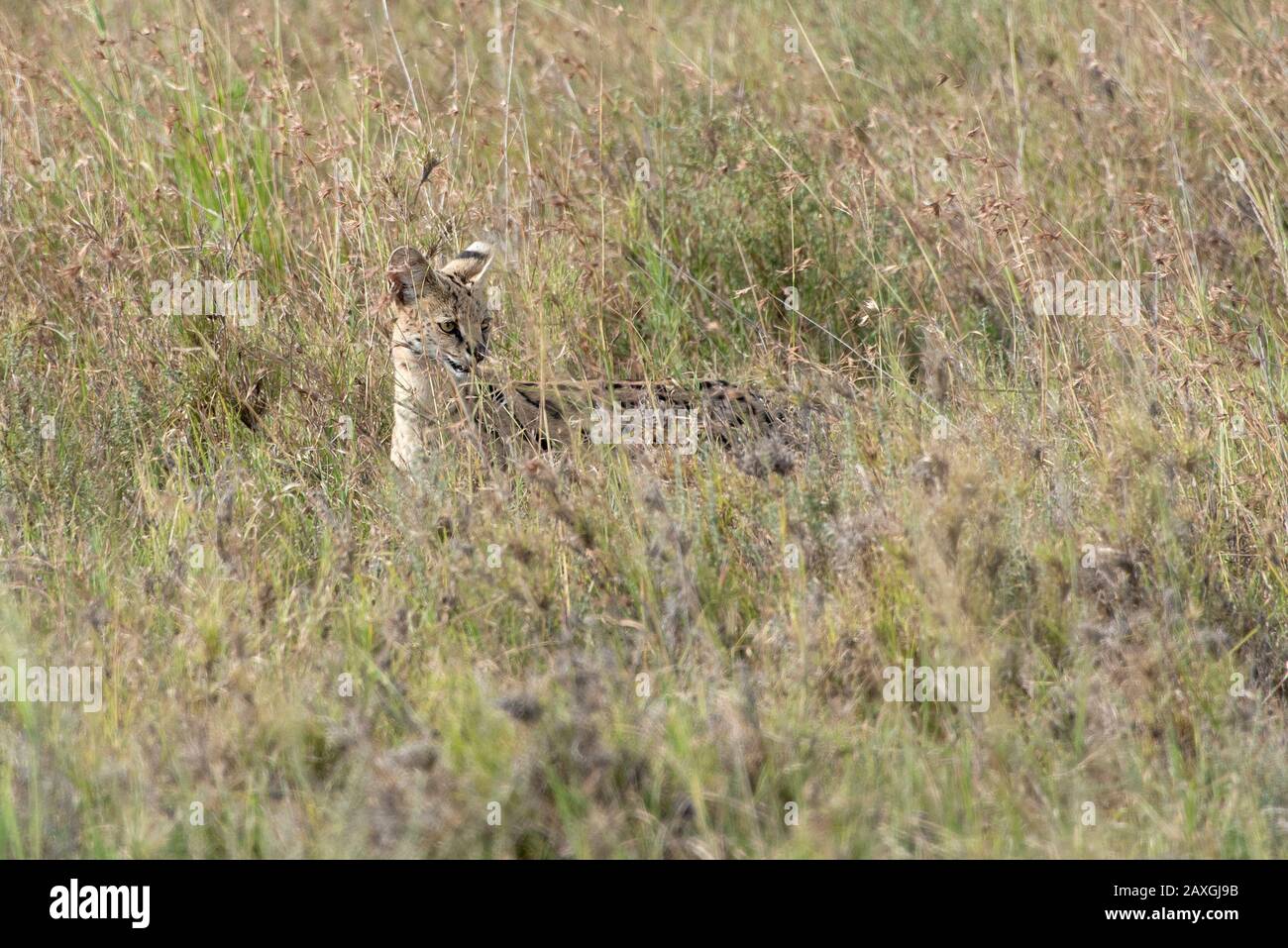 Serval cat on the hunt in Serengeti National Park Stock Photo