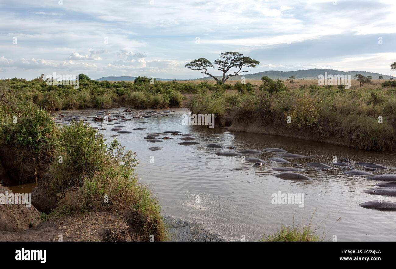 Lots of Hippopotamus sharing this stretch of the river. Serengeti National Park. Stock Photo