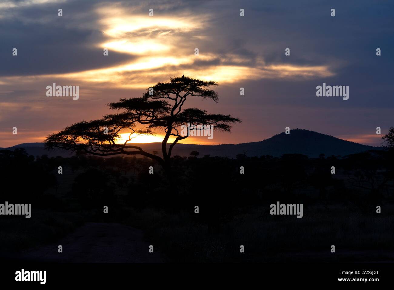 Acacia silhouetted by sunset in the Serengeti National Park, Africa. Stock Photo