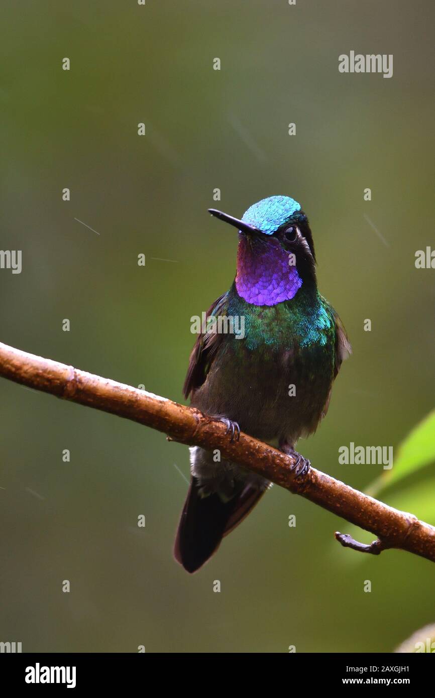 Purple-throated Mountain-gem hummingbird in Costa Rica cloudforest Stock Photo