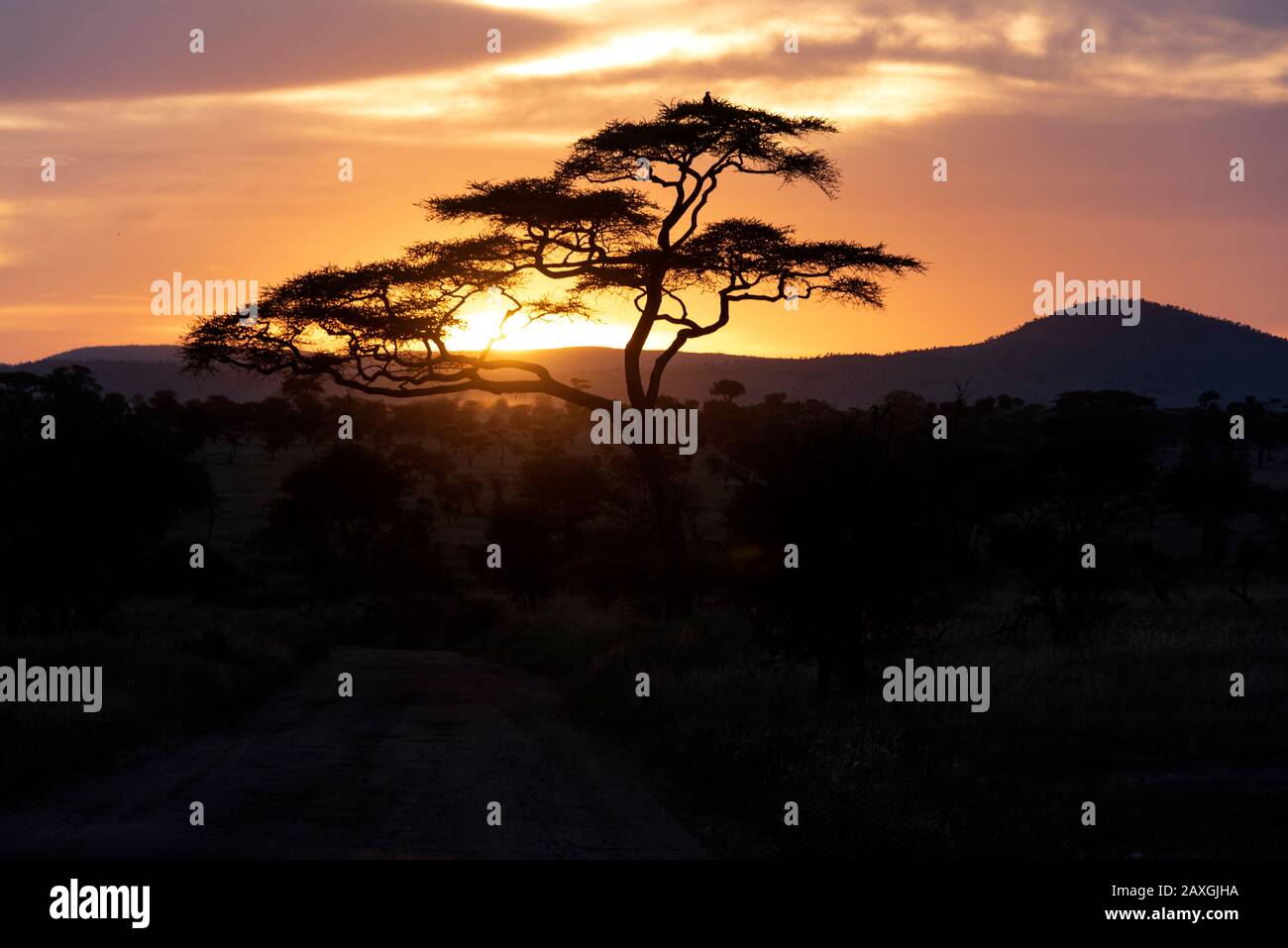 Sunset through the Acacia tree, Serengeti National Park, Africa. Stock Photo