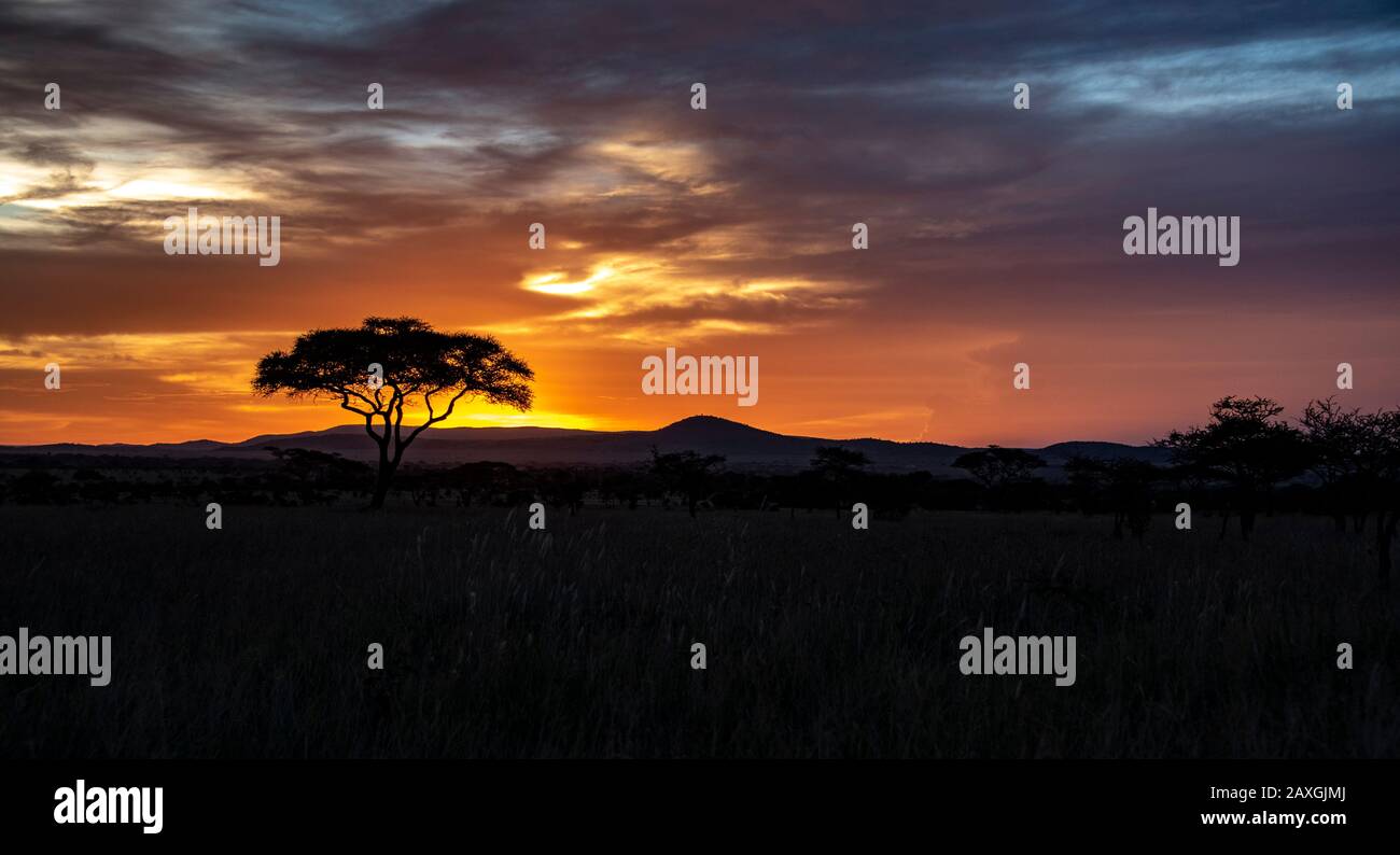 Acacia tree outlined against the sunset in the Serengeti National Park, Africa. Stock Photo