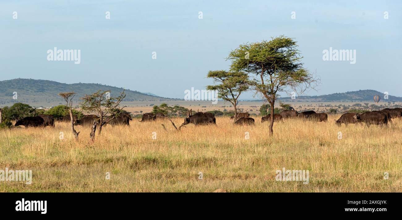 African Buffalo herd, one of the big 5 of safari Stock Photo