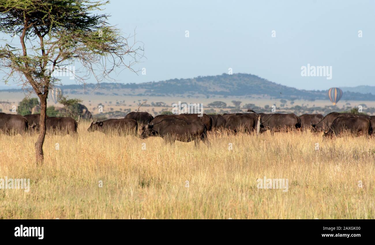 Buffalo herd on the Serengeti plains Stock Photo