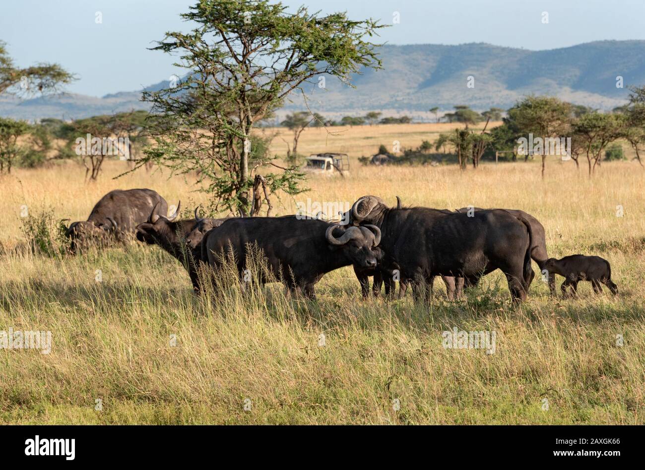 African Buffalo, on safari in the Serengeti National Park Stock Photo
