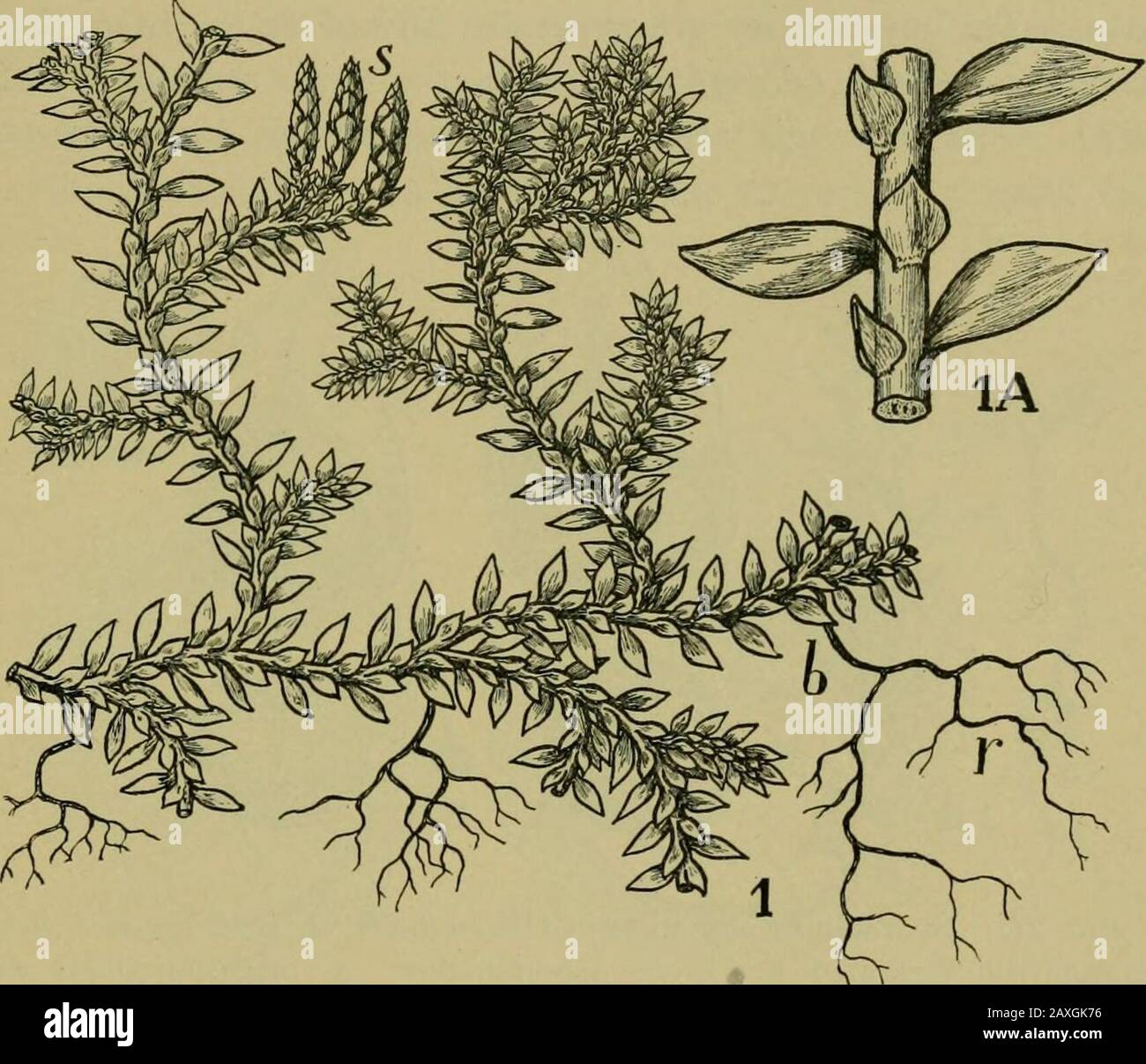 Nature and development of plants . ajority being confined totropical countries, where they often form one of the most attrac-tive features of the forest vegetation owing to the symmetry oftheir branching and the rare delicacy of their foliage (Fig. 241).For these reasons they are extensively cultivated and familiarobjects in conservatories and florists shops. The so-called res-urrection plant, Sclaginclla lepidophylla, lives in the very aridsections of the southwestern United States, and during droughtreduces its surface to a nest-like ball by rolling up its branchesinto tight coils. In this c Stock Photo