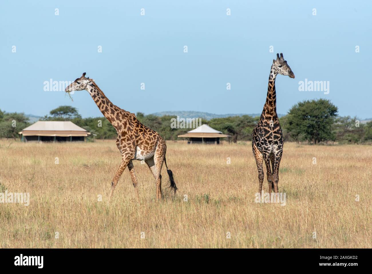 Giraffes in the tented camp, Serengeti National Park. Stock Photo