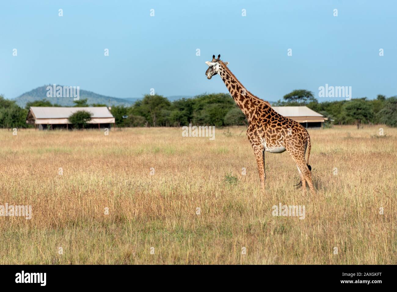 This Giraffe was checking out our camp when we were on safari. Serengeti National Park. Stock Photo