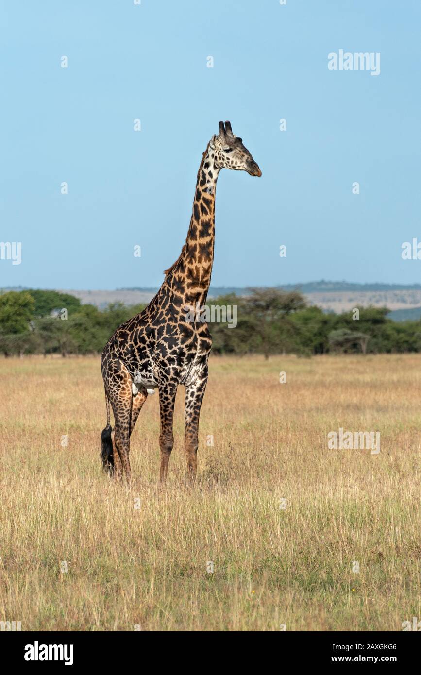 Masai Giraffe in Serengeti National Park. Stock Photo