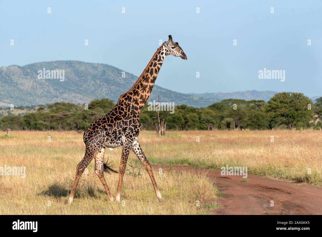 Masai Giraffe keen to leave the tented camp. Serengeti National Park. Stock Photo