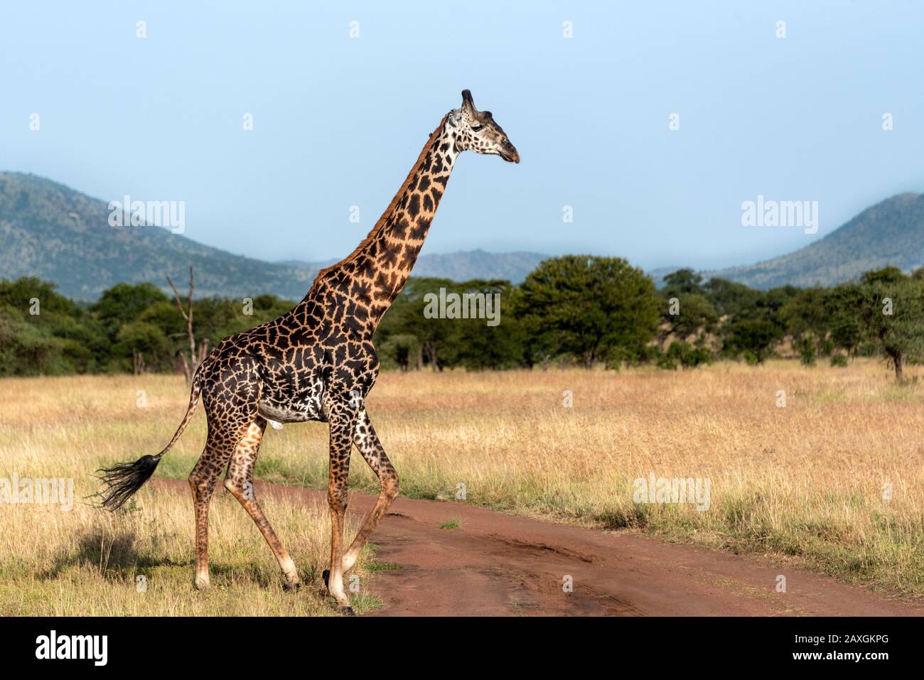 Masai giraffe on the move. Serengeti National Park. Stock Photo