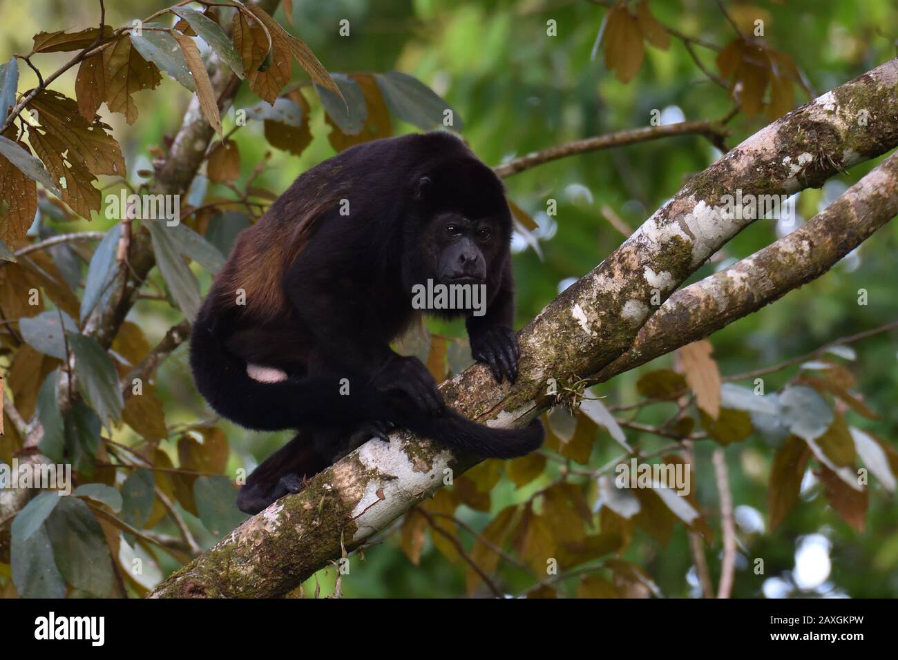 A Mantled Howler Monkey in Costa Rica rainforest Stock Photo