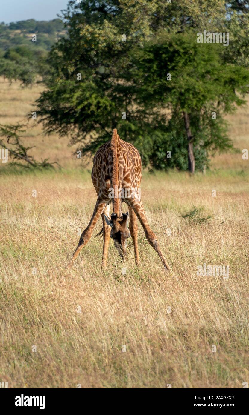Giraffe checking out the safari vehicles. Serengeti National Park. Stock Photo