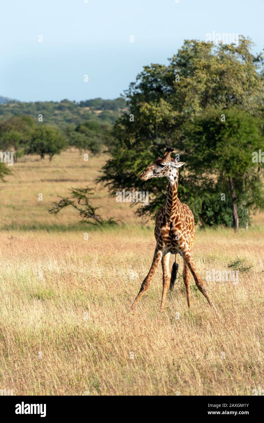 Giraffe checking out the safari vehicles. Serengeti National Park. Stock Photo