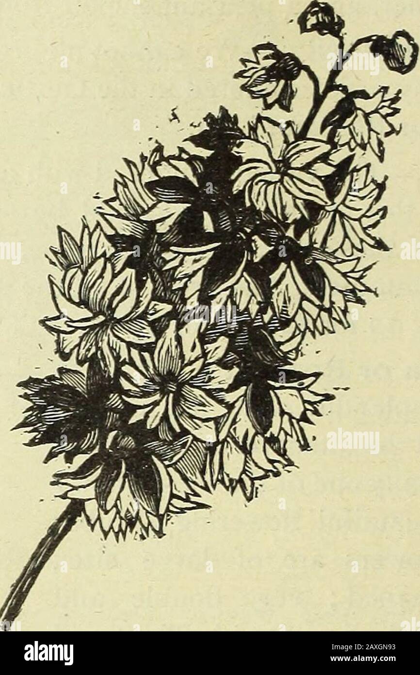 The new guide to rose culture : 1881 . A Spray of Deutzia Crenata. A Spray of Deutzia Fortunii. * Deutzia Crenata.—Height four feet; similar growth and habit to above ; flowers very double ; pure white, beautifully tinged with rose; hardy and fine. 25 cents ; 5 for ^i; 12 for ^2.?^Deutzia Fortunii.—Height two to three feet; one of the most beautiful and profuse flowering varieties ; pure white ; perfectly hardly. 25 cents ; 5 for ^i; 12 for $2.Forsythia—Golden Bell.—Height three to four feet; beautiful bright yellow flowers; blooms profusely very early in Spring ; splendid. 25 cents ; 5 for %i Stock Photo
