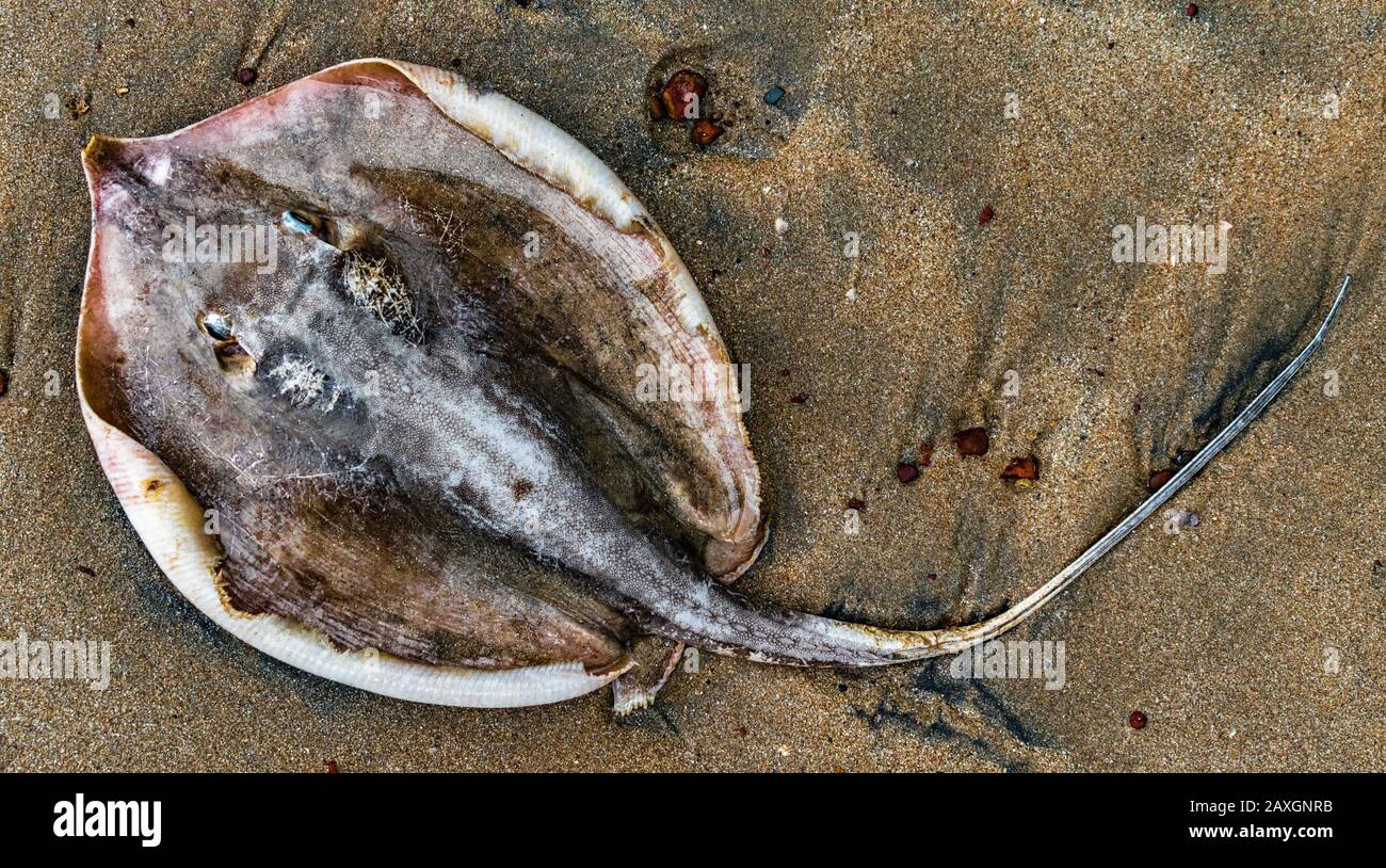 Photo of Stingray fish aka Whipray with its long tail on beach sand washed up dead on shore due to marine pollution viz oilspill and excessive fishing Stock Photo