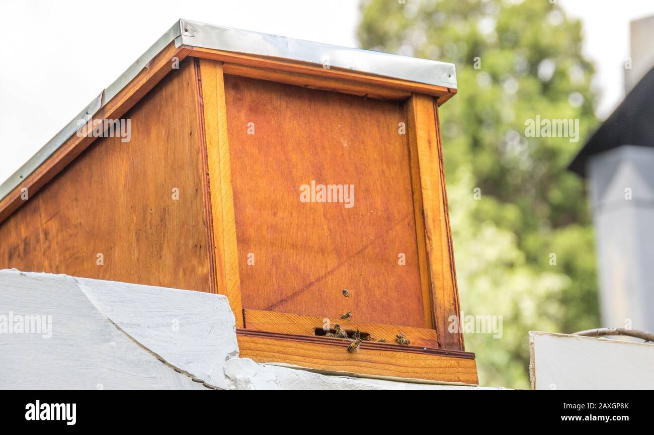 Beehives in city rooftops - a beehive on a residential rooftop image in horizontal format Stock Photo