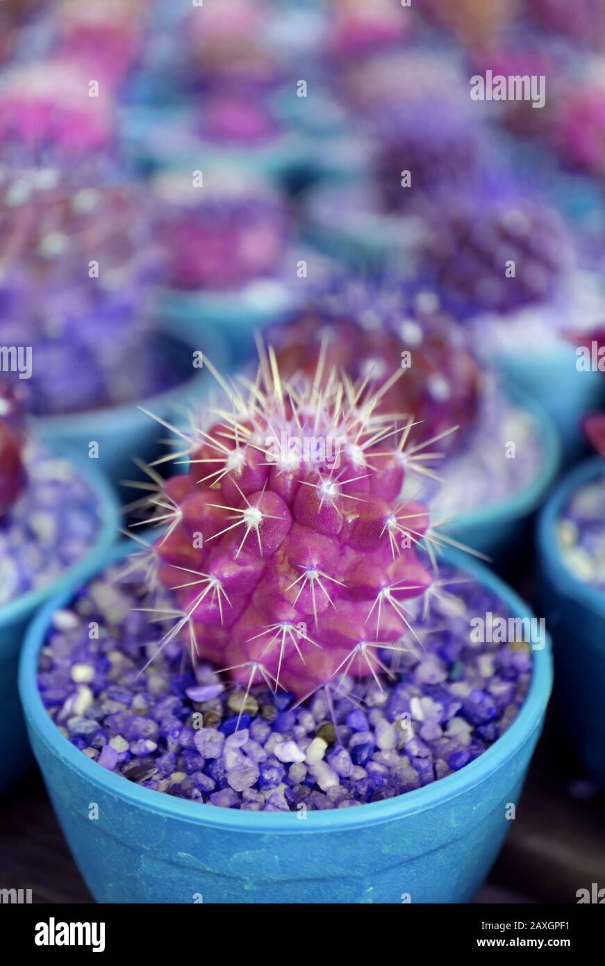 castor plant seeds for sale Castor Oil Bean 'Gibsonii' seeds