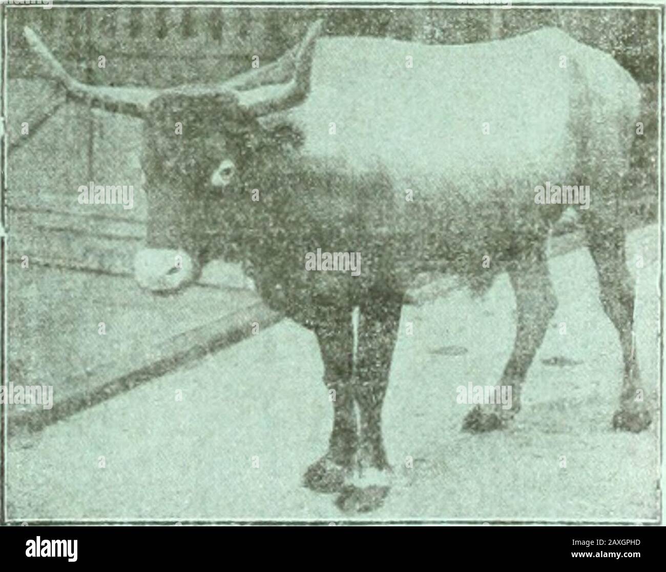 1911 Weight High Resolution Stock Photography And Images Alamy 1911 Weight High Resolution Stock Photography And Images Alamy