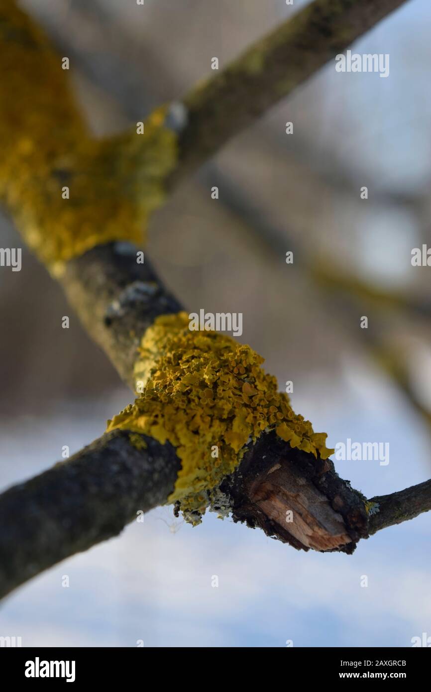 Lichen on a dry branch of a tree. Close up Stock Photo