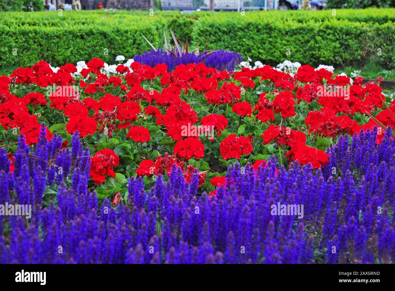 Some flowers in Stockholm, Sweden Stock Photo Alamy