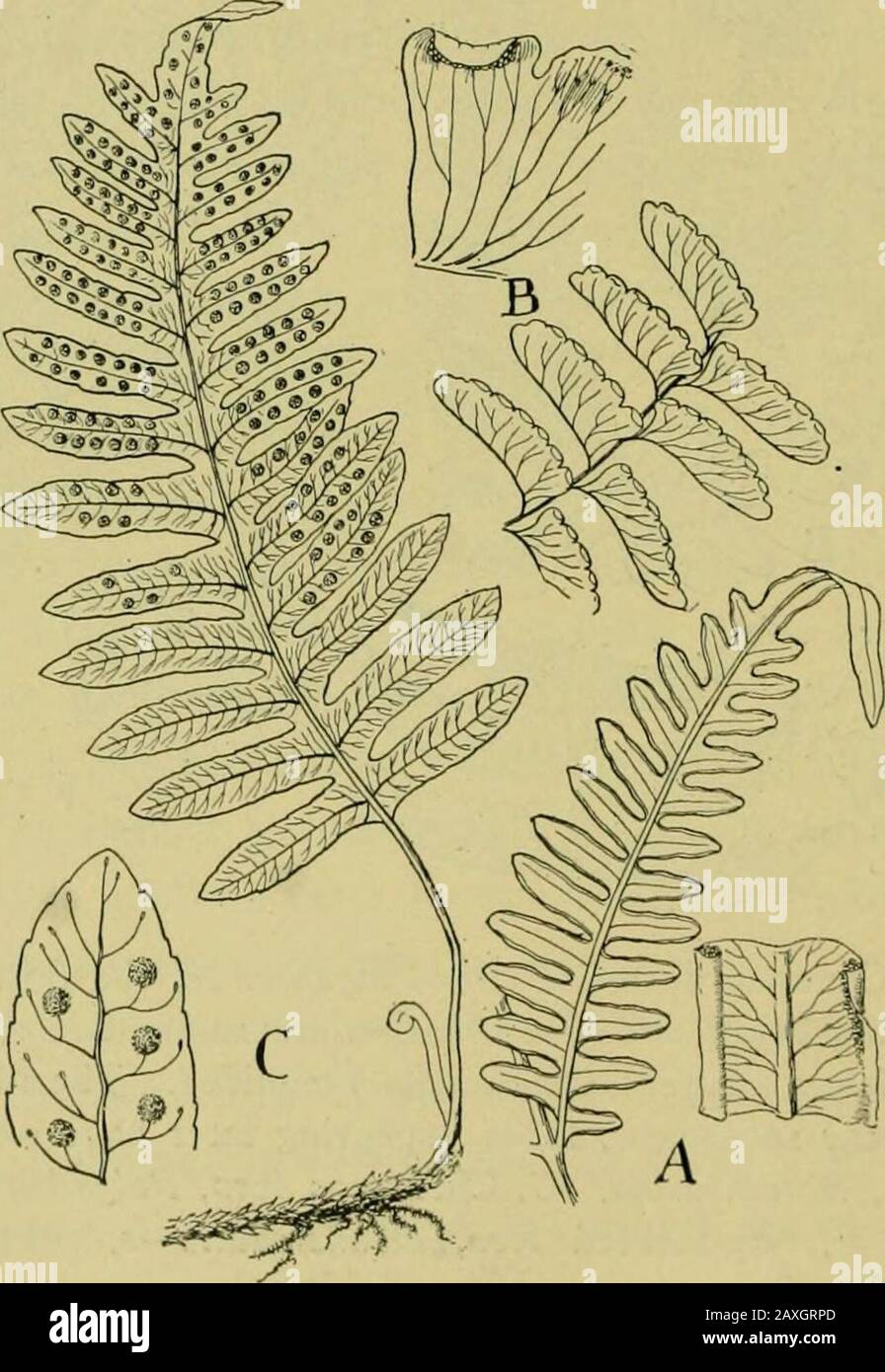 Nature and development of plants . a—s, sorus enlarged. F,Woodsia.—After Sprague. fern, Asplenium, is characterized by elongated sori arrangedobliquely to the midrib upon the upper side of the veinlets.The indusium is attached on one side of the sorus along its entirelength (Fig. 222, B). The chain fern, Woodwardia, differs 298 FORMS OF FILICALES from Asplenium in having the sori arranged in chain-like rowsparallel to its midrib (Fig. 225, B). In several genera of fernsthe indusium is partly or entirely inferior. Thus in the bladderfern, Filix, the partly inferior indusium covers the circular Stock Photo